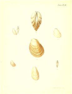 n529_w1150