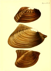 n439_w1150