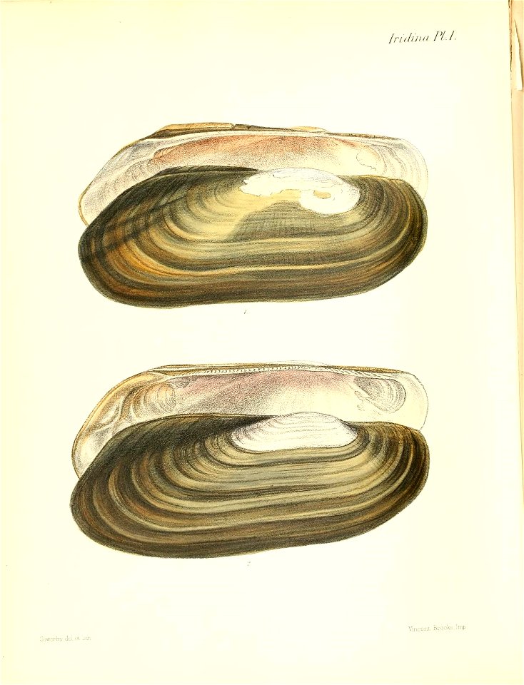 n459_w1150