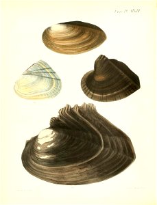 n199_w1150