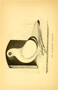 n171_w1150