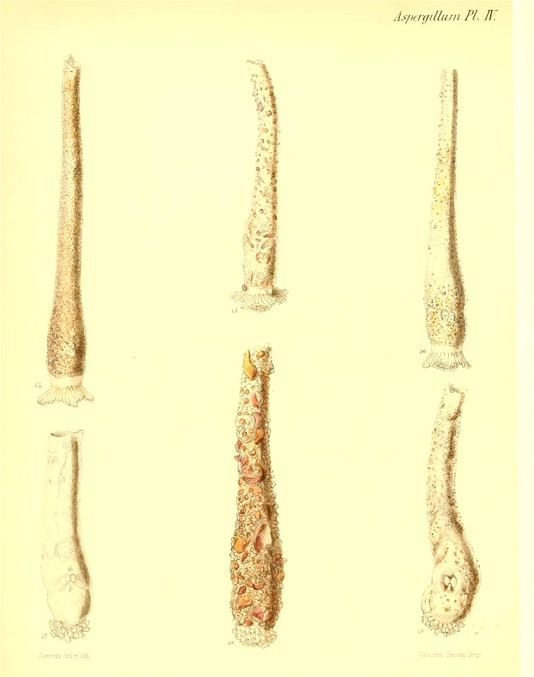 n181_w1150