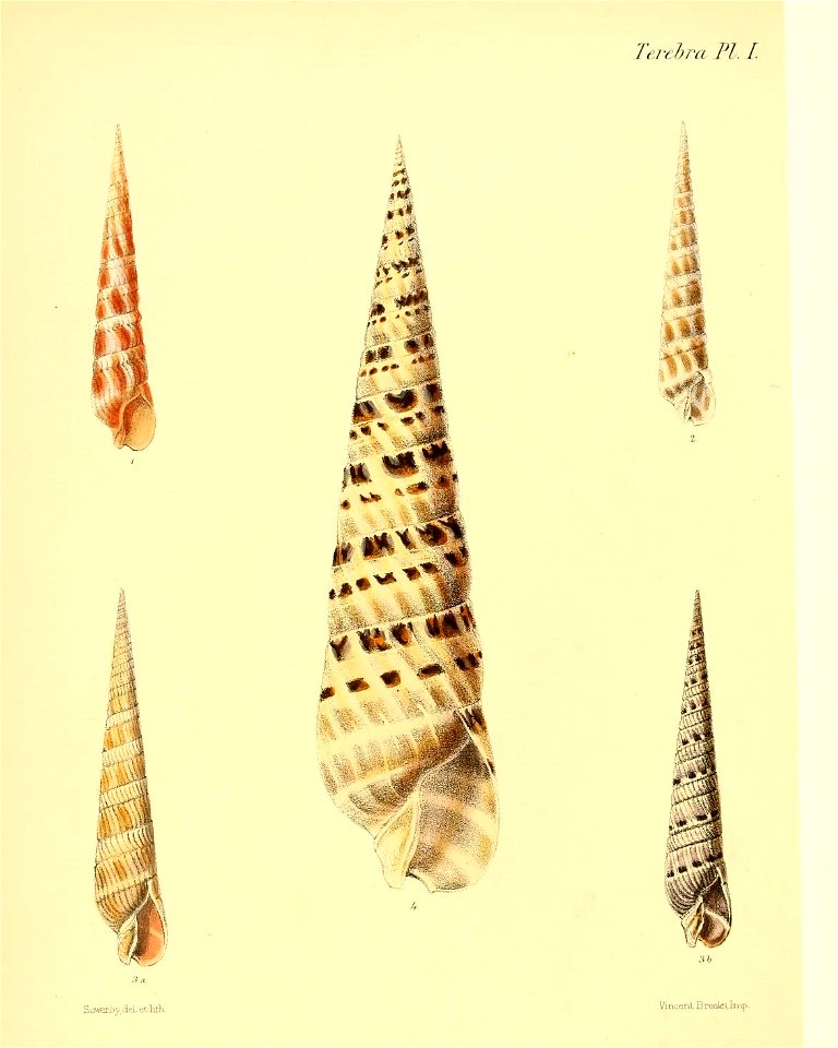 n55_w1150