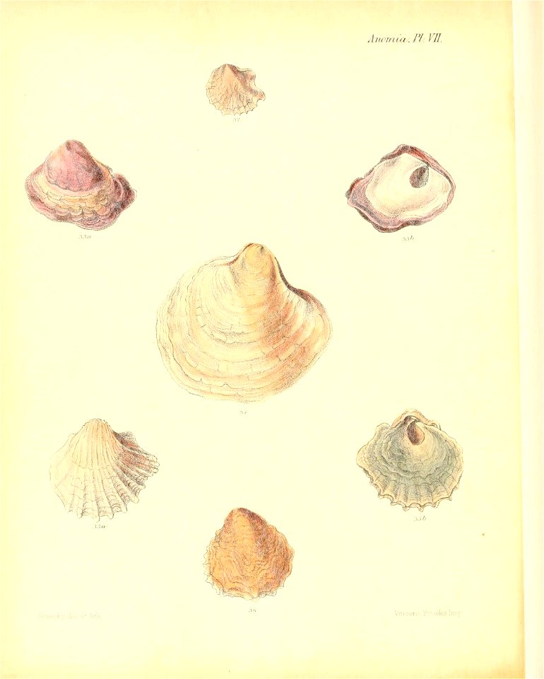 n539_w1150