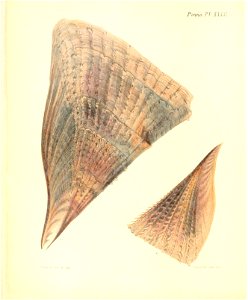 n135_w1150
