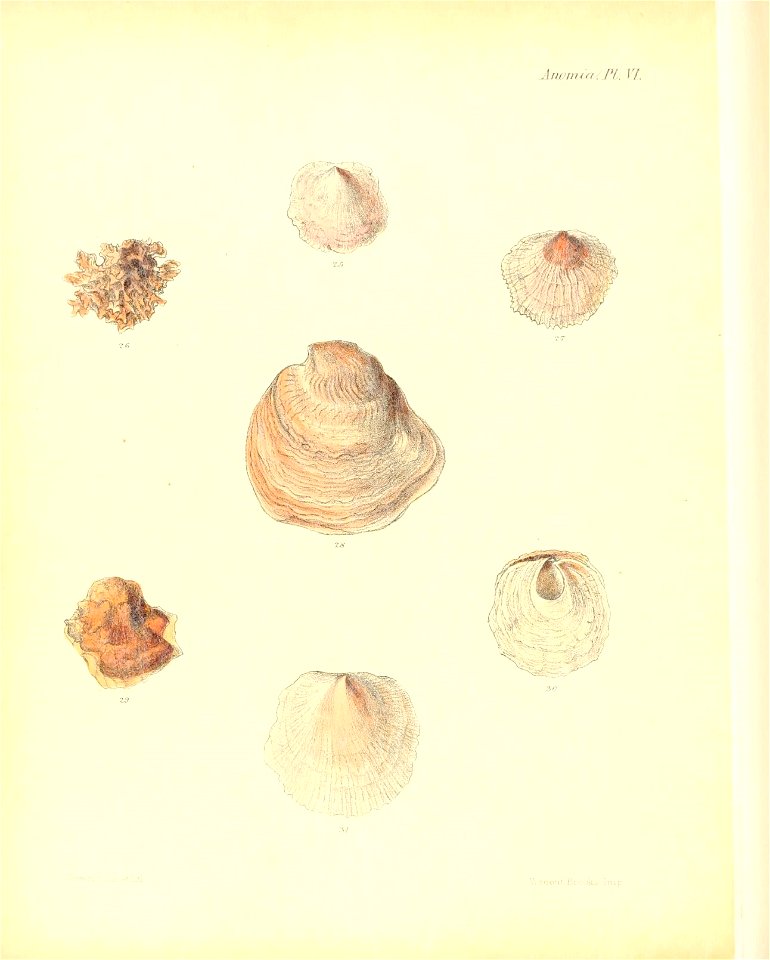 n535_w1150
