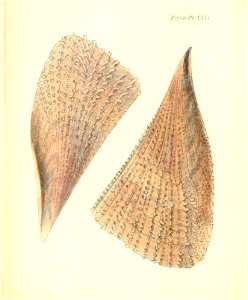 n131_w1150