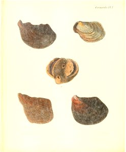 n203_w1150