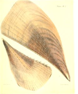 n11_w1150