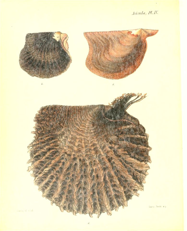 n497_w1150