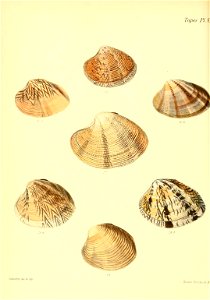 n585_w1150