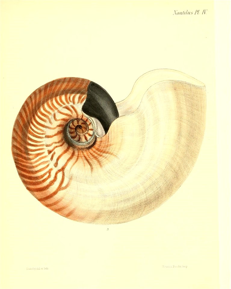 n41_w1150