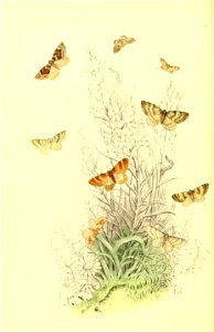 n195_w1150