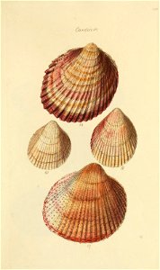 n56_w1150