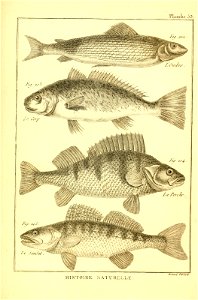 n388_w1150