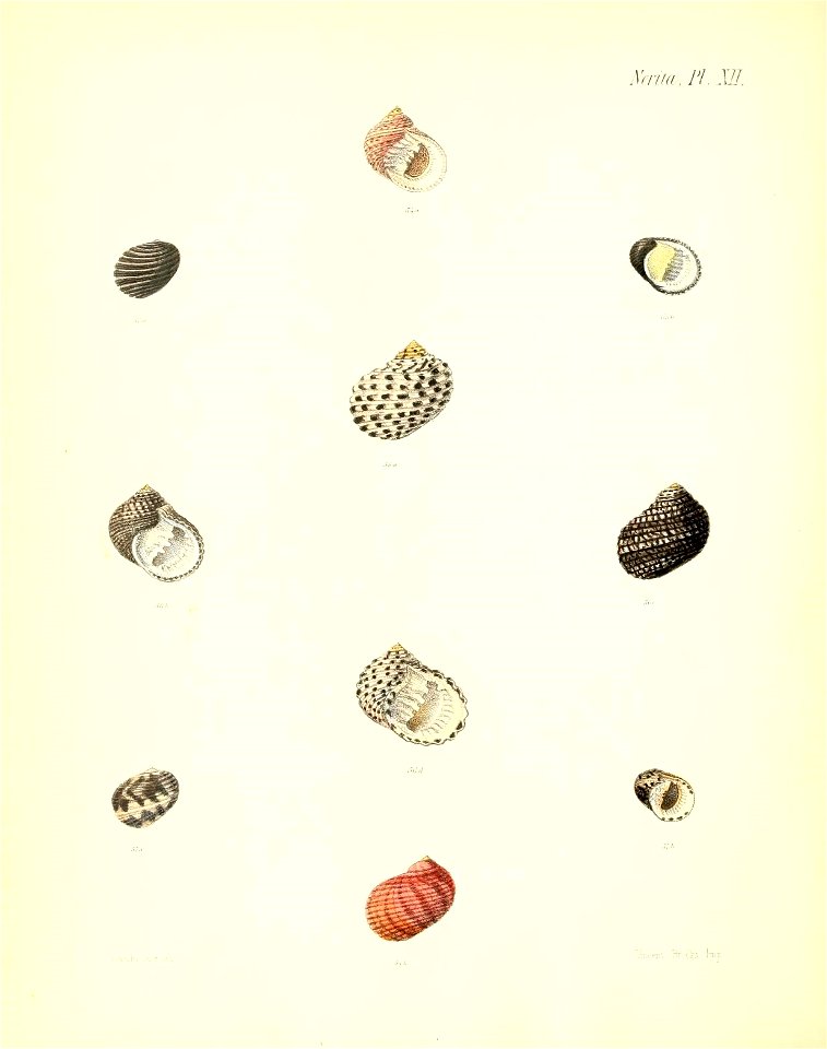 n475_w1150