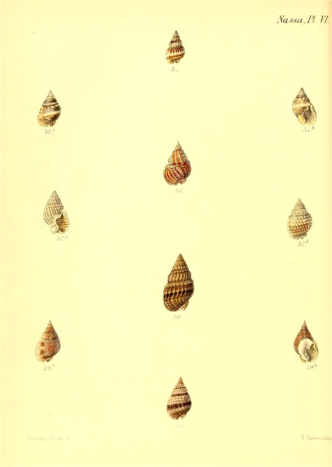 n555_w1150