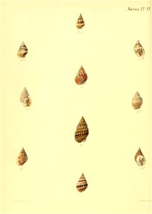 n555_w1150
