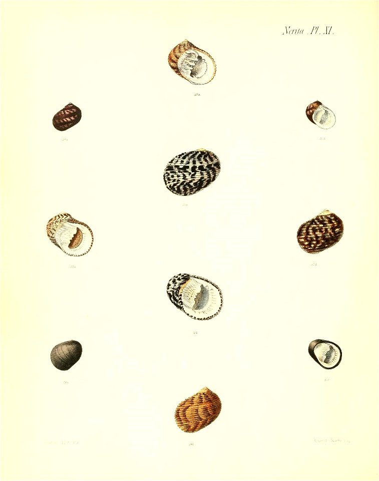 n471_w1150