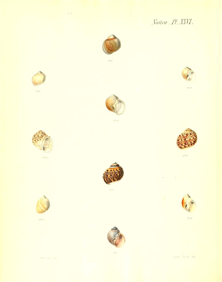 n339_w1150