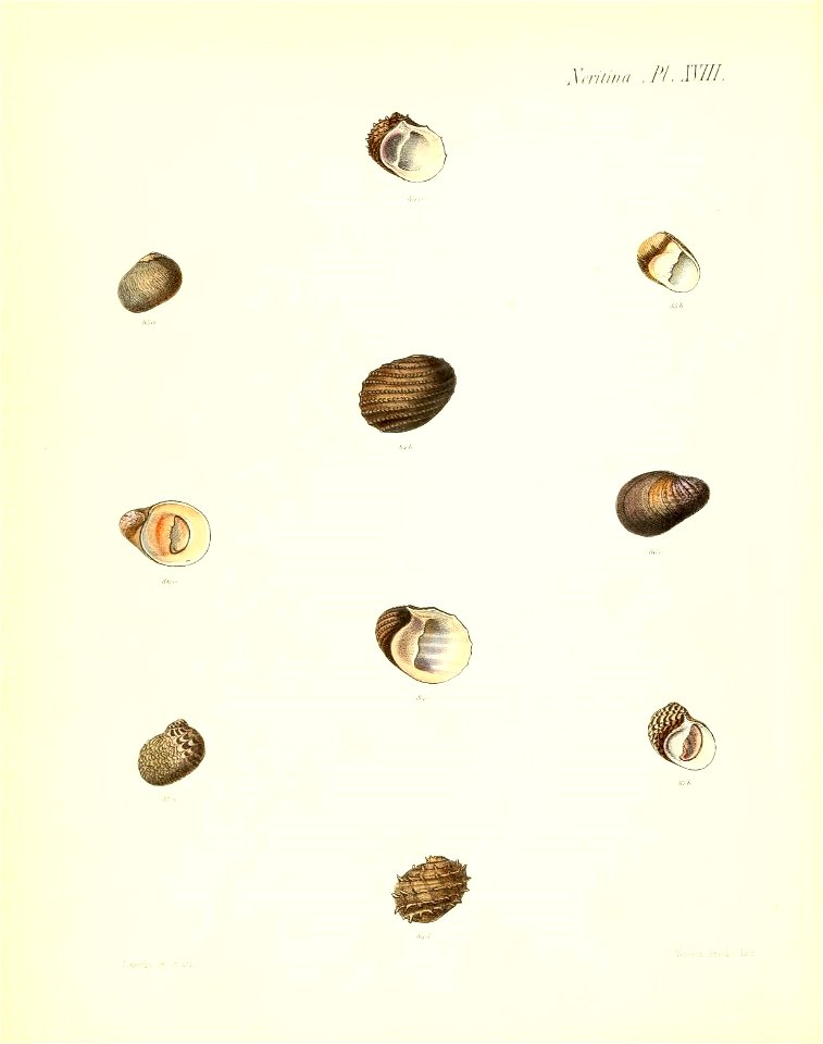 n155_w1150