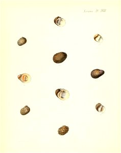 n155_w1150