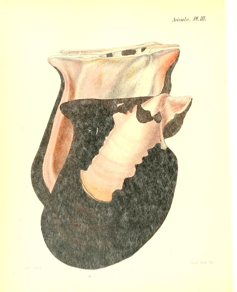 n493_w1150