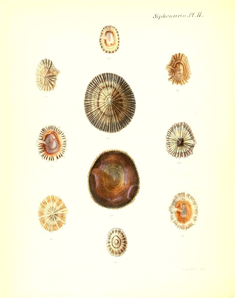 n403_w1150