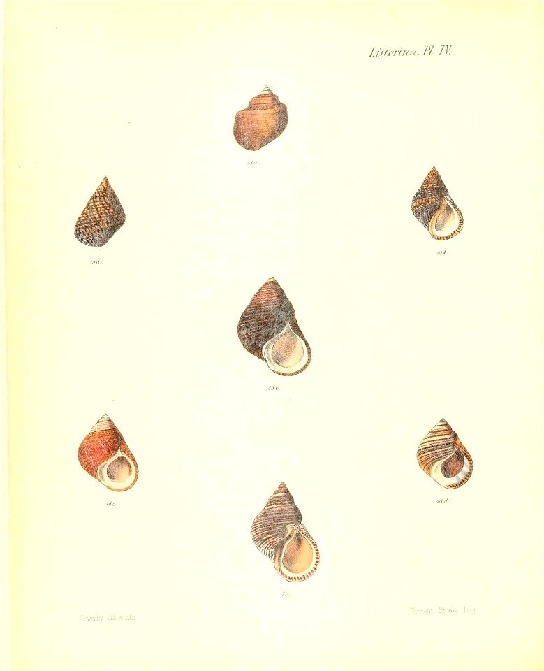 n217_w1150