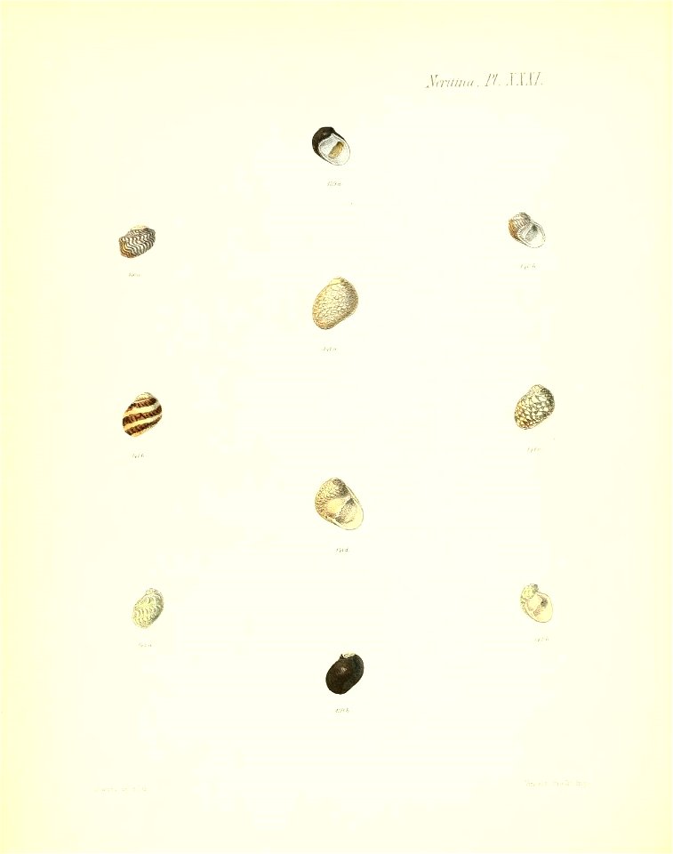 n207_w1150