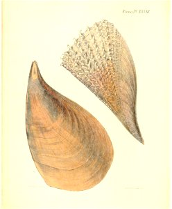 n119_w1150