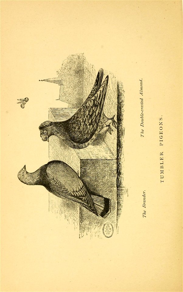 n409_w1150