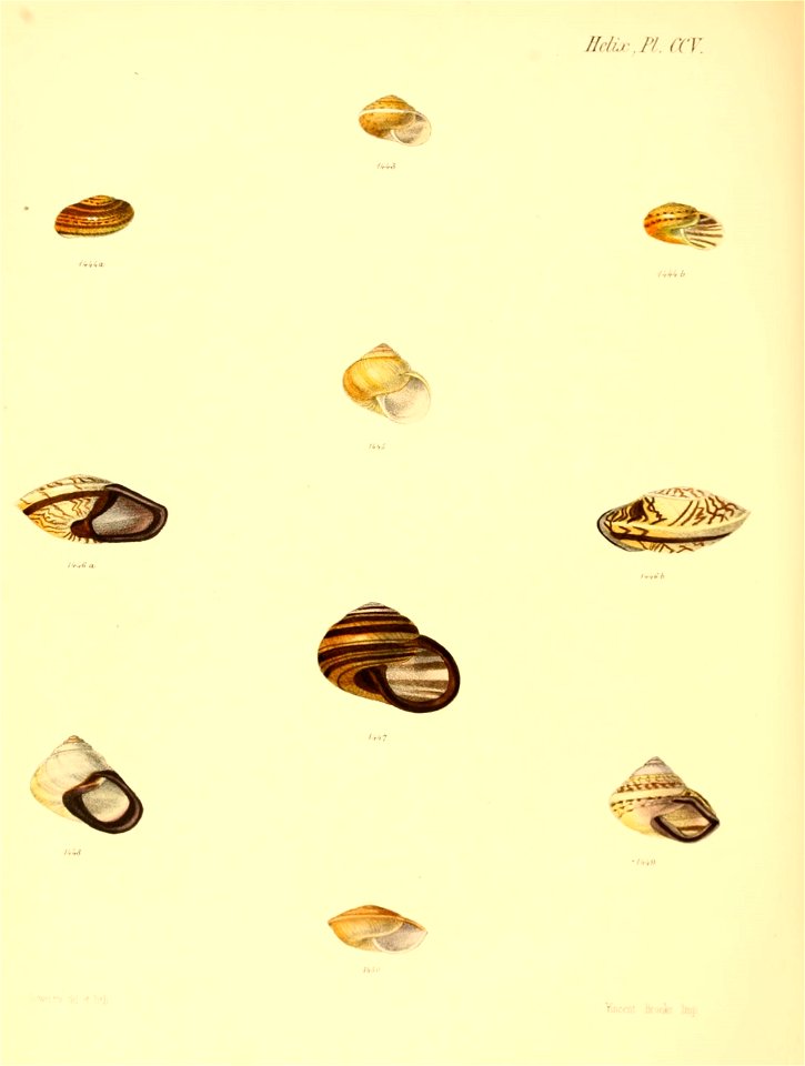 n855_w1150