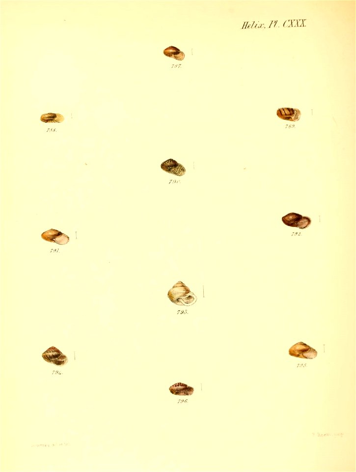 n539_w1150
