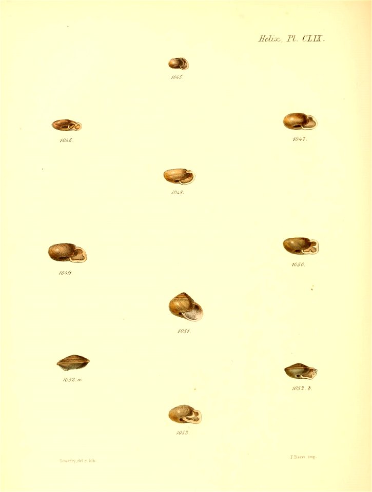 n667_w1150