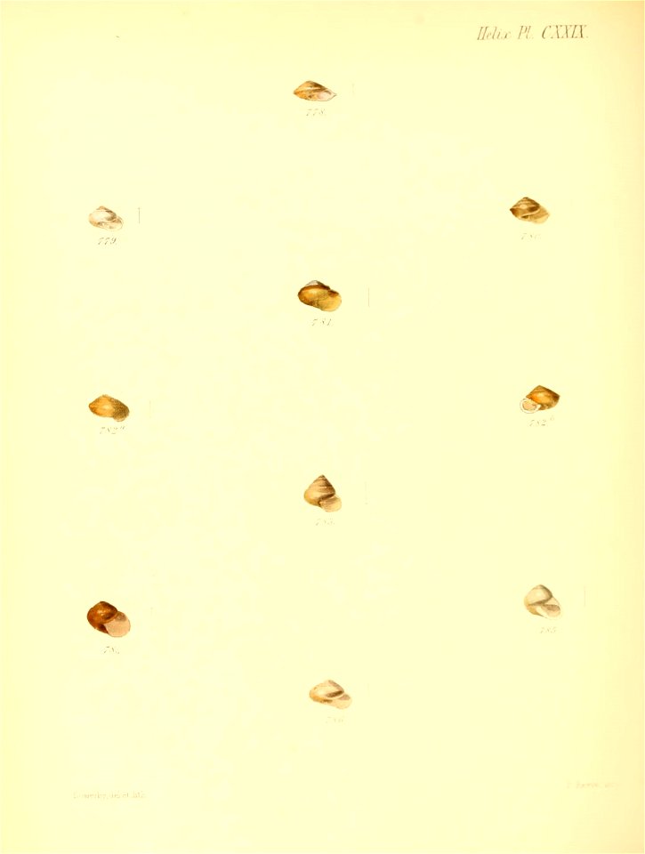 n535_w1150