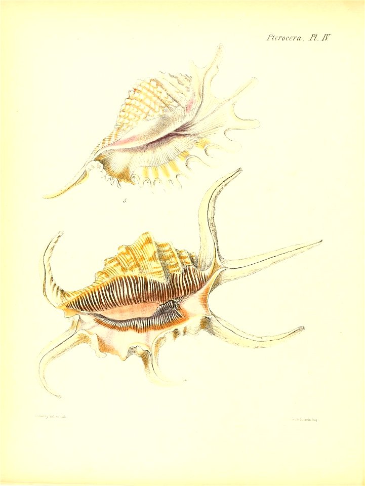 n533_w1150