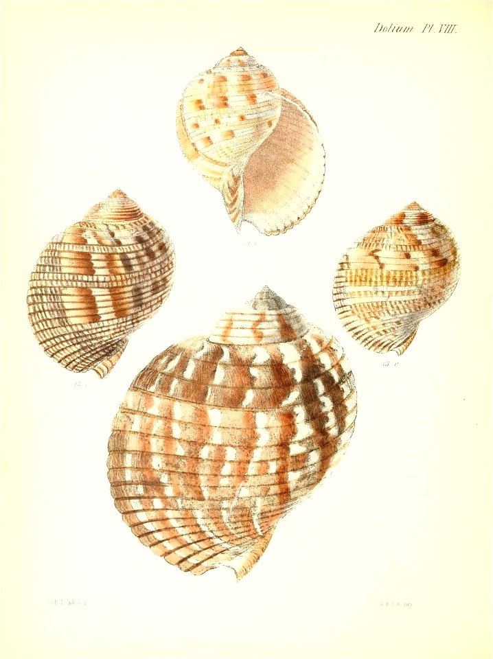 n509_w1150