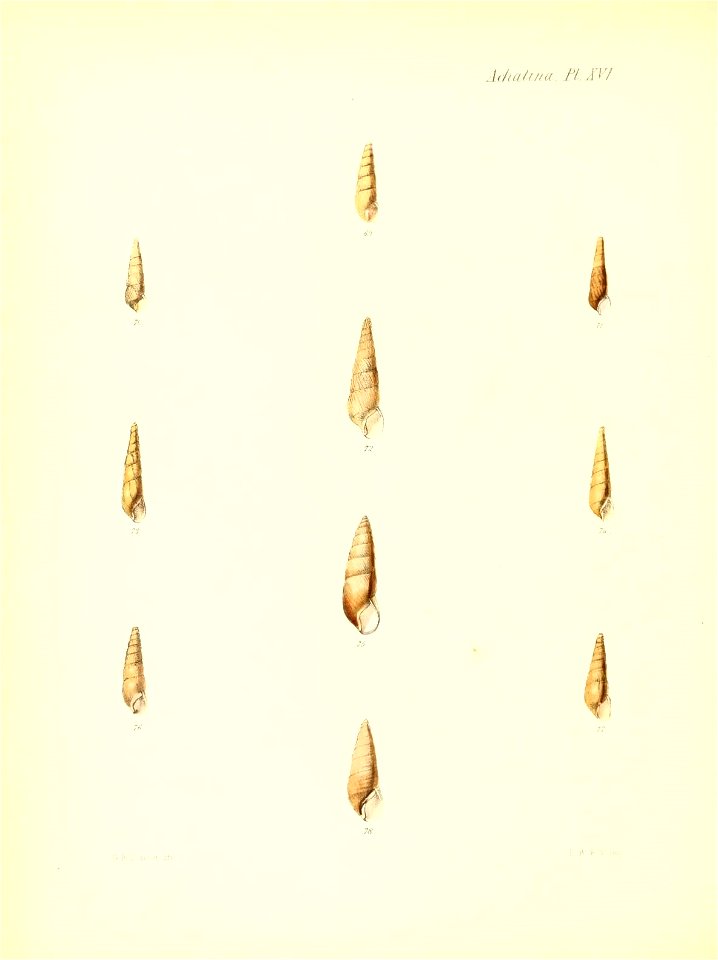 n445_w1150