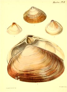 n165_w1150