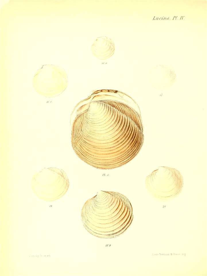 n275_w1150