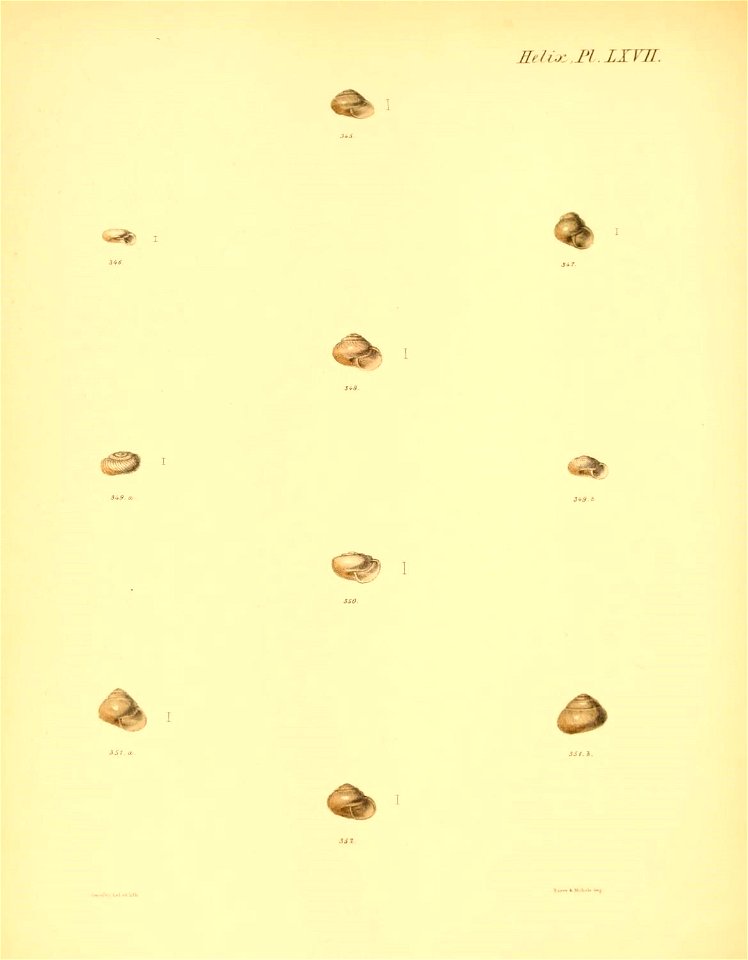 n275_w1150