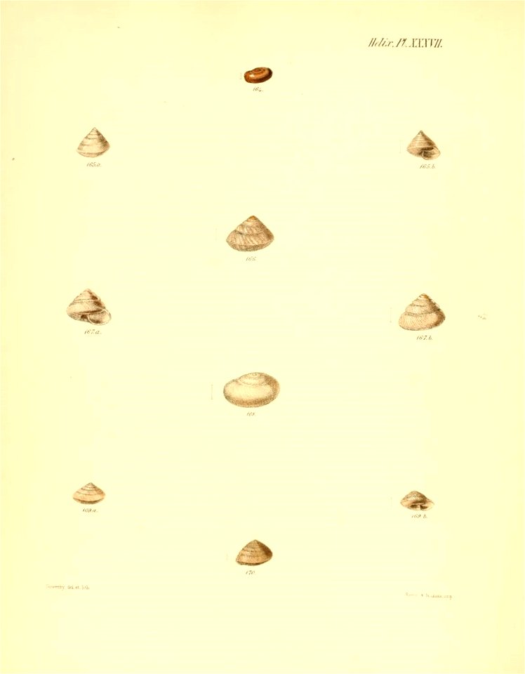 n155_w1150
