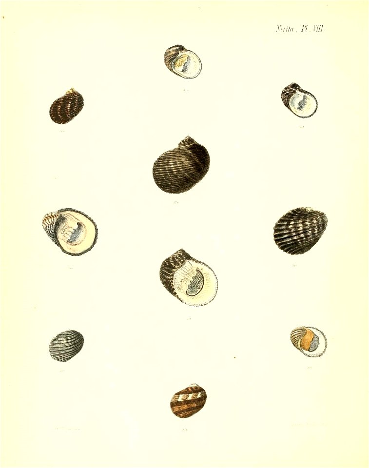 n459_w1150