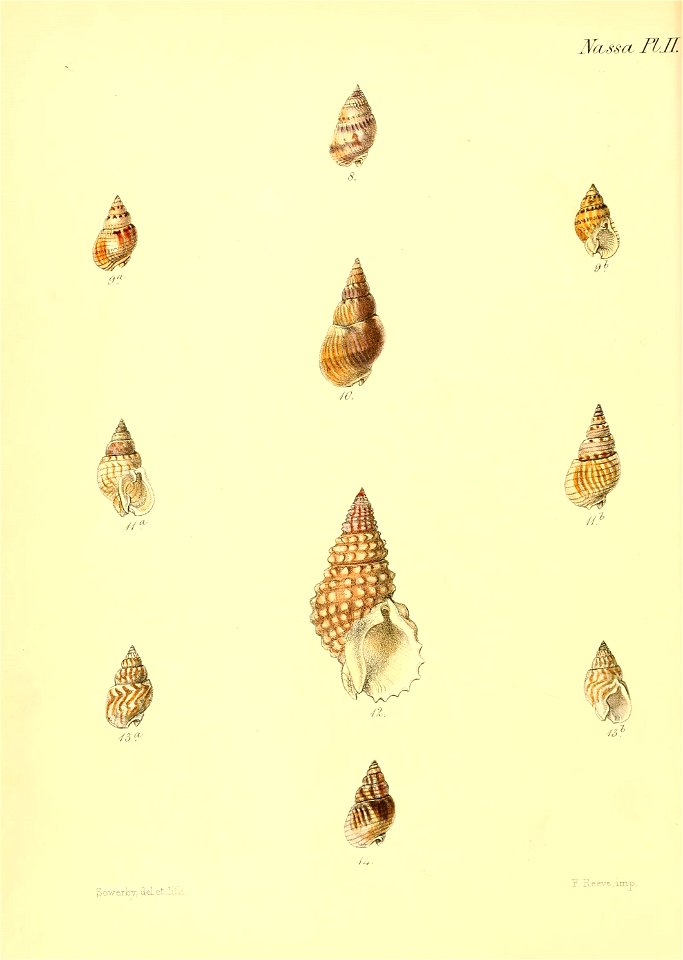 n539_w1150