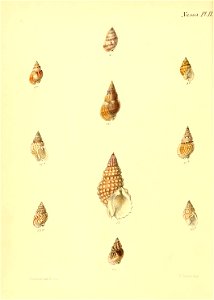 n539_w1150