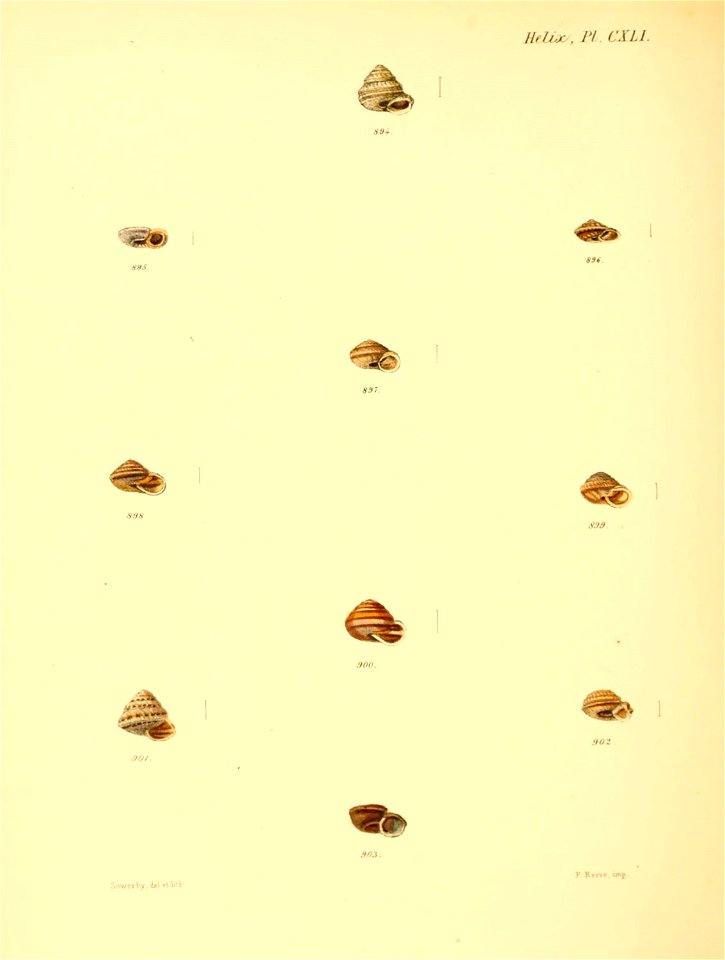 n593_w1150
