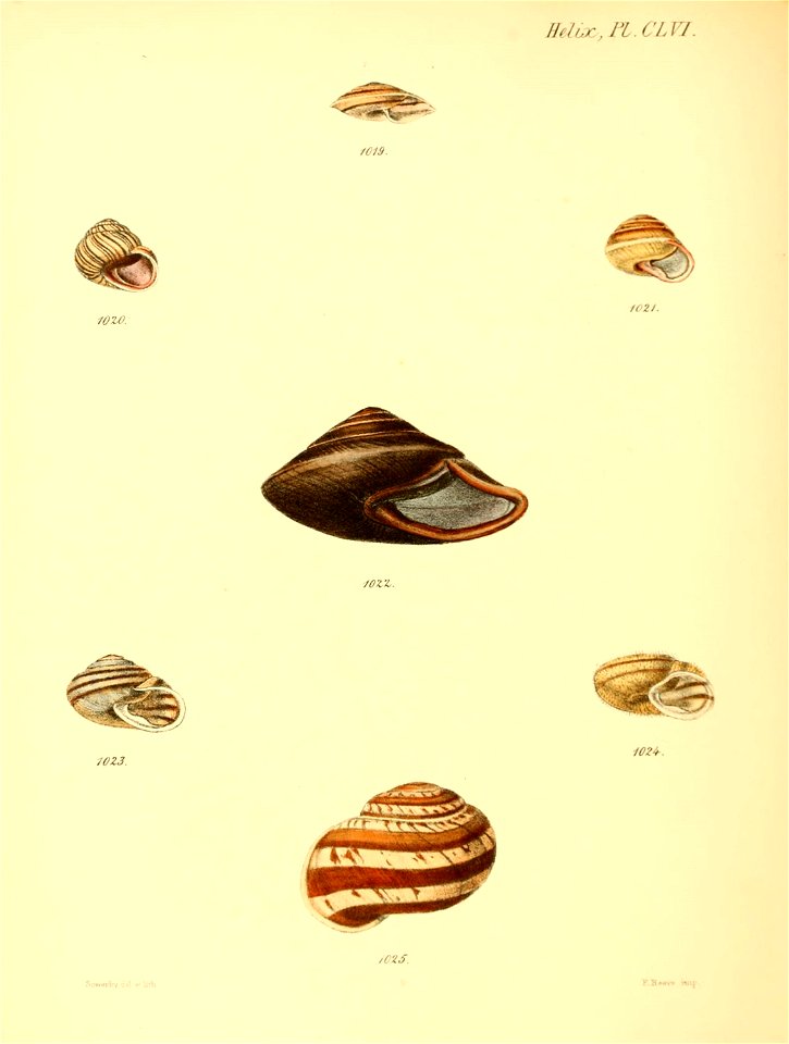 n655_w1150