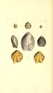 n155_w1150