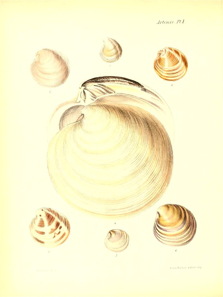 n219_w1150